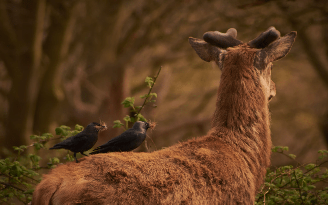 Hunting In Alabama | Campfire Collective Blog